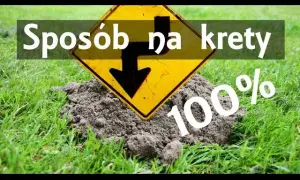 Skuteczne sposoby na pozbycie się kretów na działce bez bólu