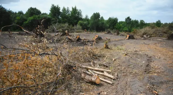 Ile kosztuje wykarczowanie działki? Sprawdź, co wpływa na ceny