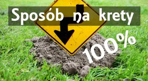 Skuteczne sposoby na pozbycie się kretów na działce bez bólu